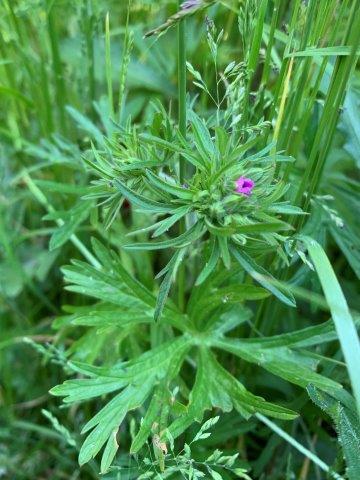 Geranium dissectum