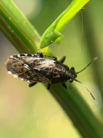 Heterogaster urticae.04.06.2023 (2)