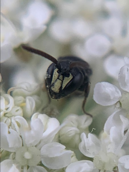 Hylaeus communis.27.06.2023 - Cop