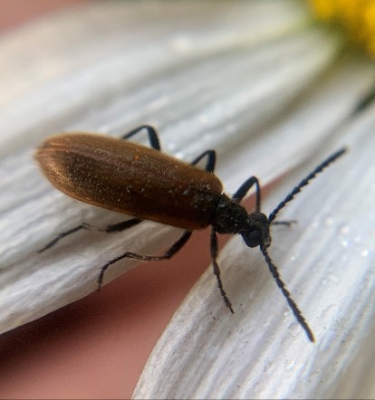 Lagria hirta.22.06.2023 - Copy