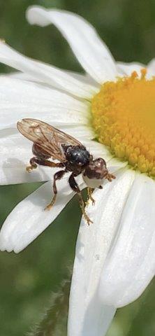 Myopa testacea.b.12.06.2023 (2)