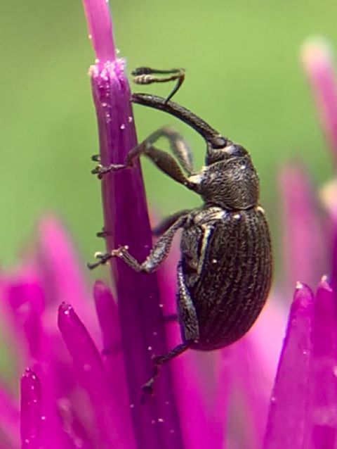 Strawberry-blossom Weevil