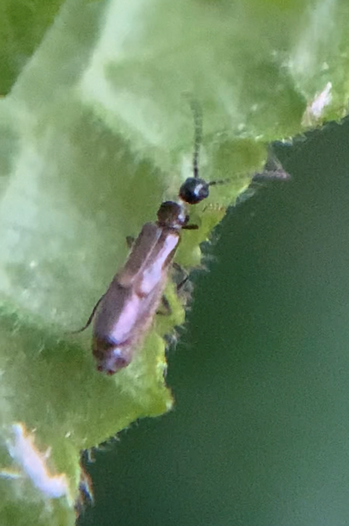 Malthodes spp.28.06.2023