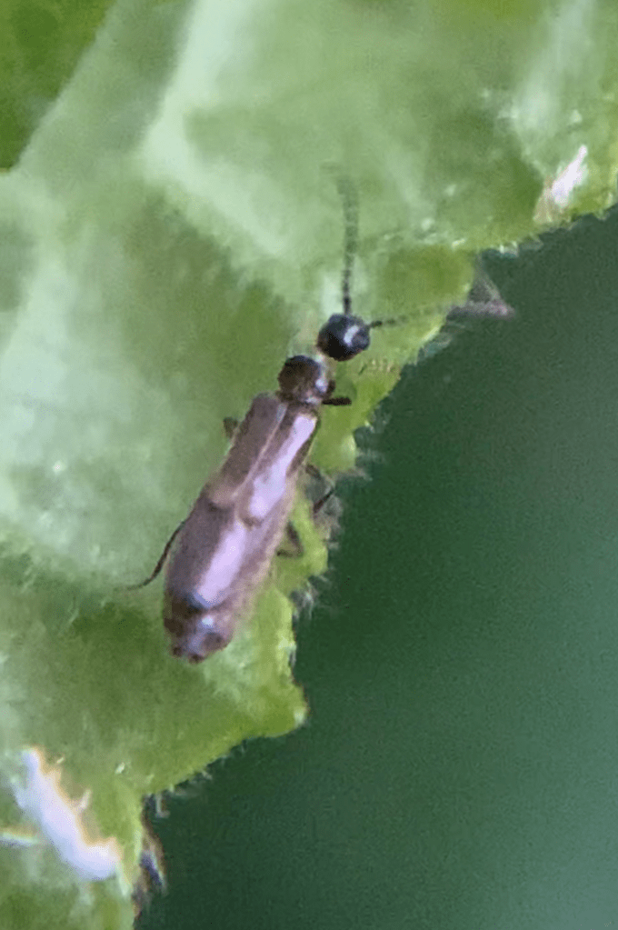 Malthodes spp.28.06.2023