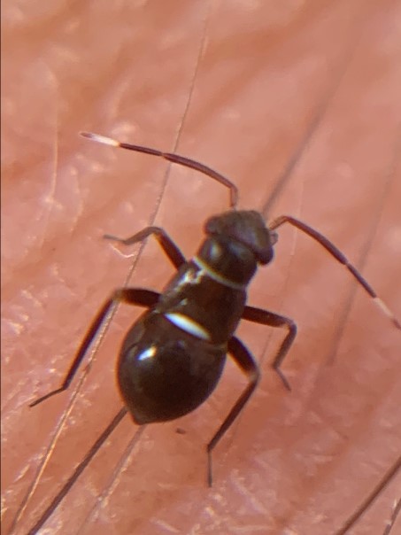 Pilophorus perplexus.01.07.2023copy