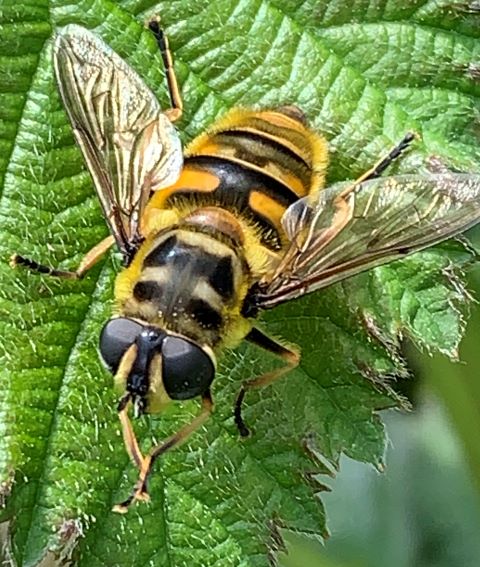 Batman Hoverfly
