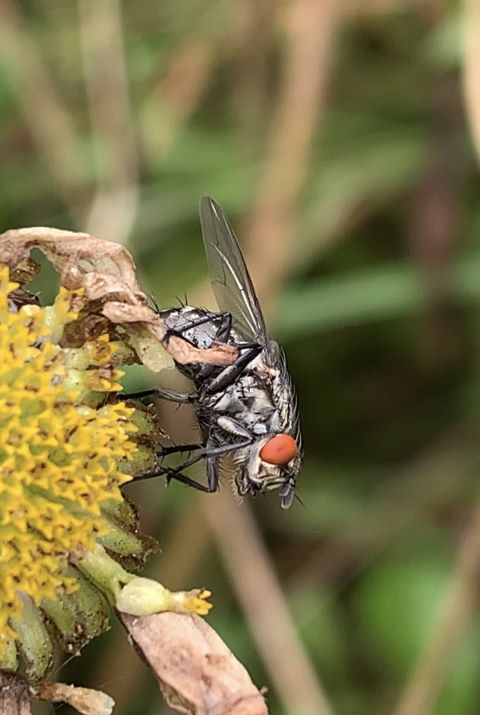 A Flesh Fly