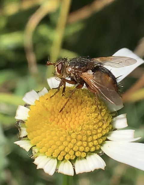 Tachina Fera