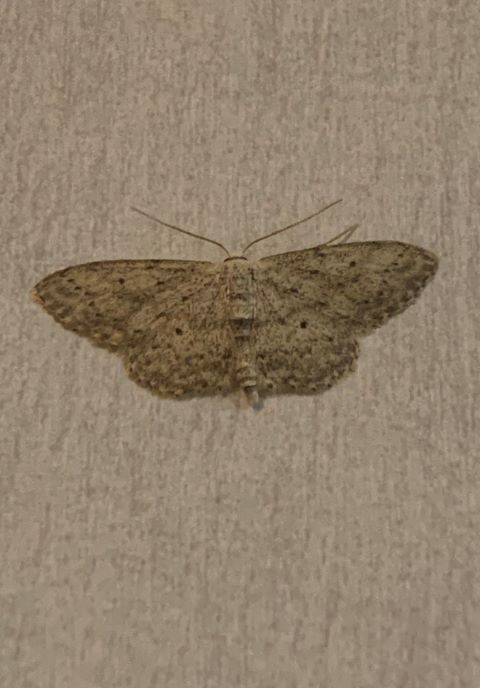 Idaea seriata