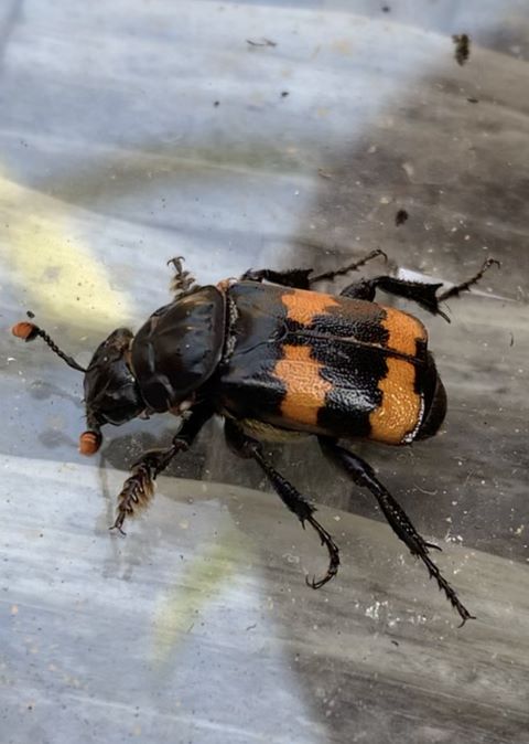 Nicrophorus investigator