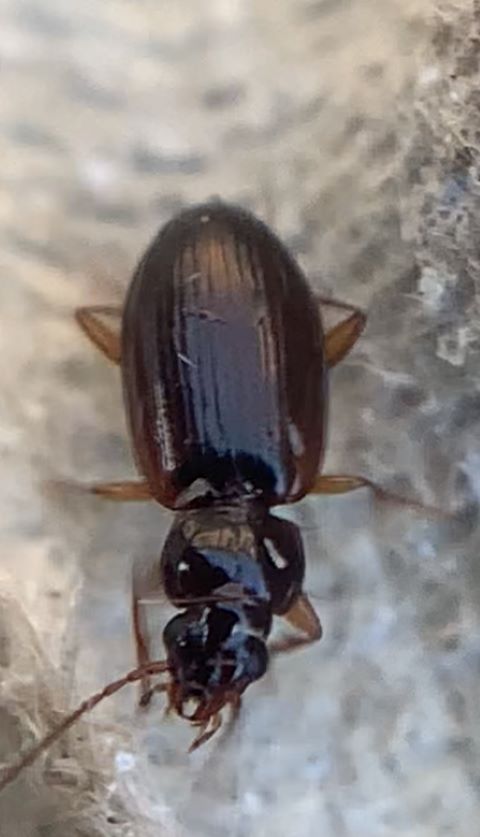 Trechus quadristriatus