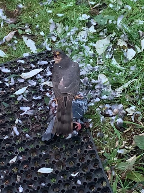 Sparrowhawk.12.12.2023