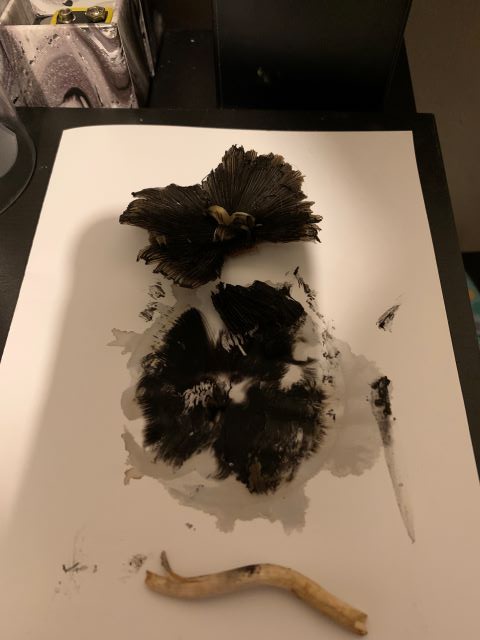 spore print attempt