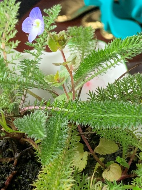 Common Field Speedwell