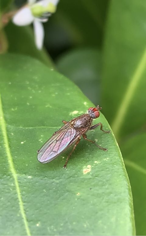Yellow Dung Fly Female