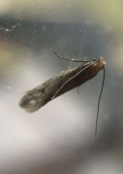 Case-bearing clothes moth