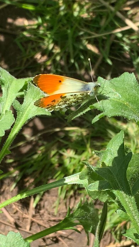 Orange Tip
