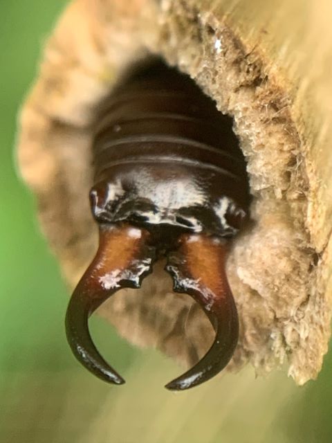 Earwig