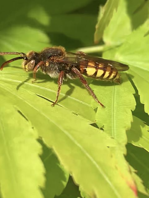 Flavous Nomad Bee