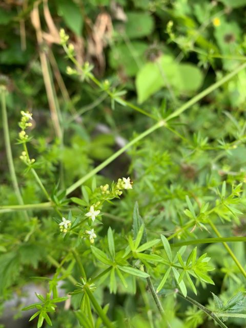 Hedge Bedstraw