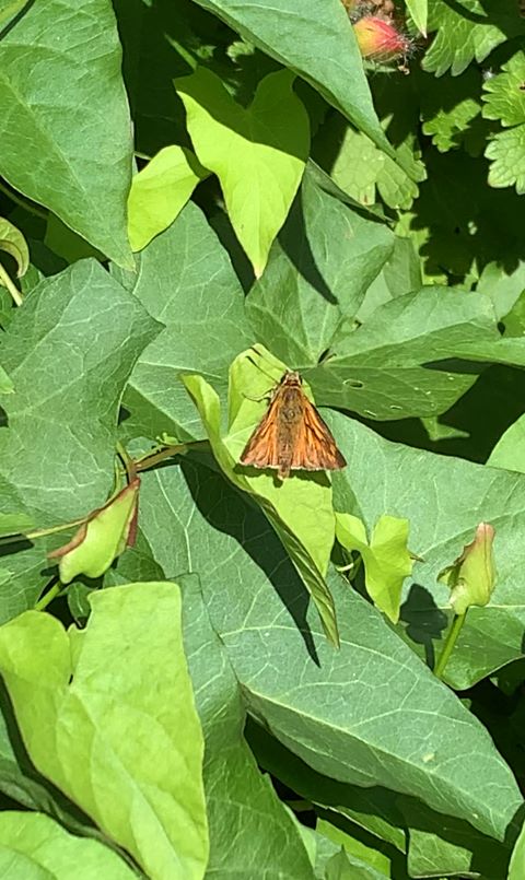 Large Skipper - male