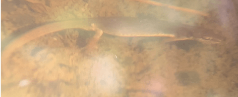 Lissotriton helveticus