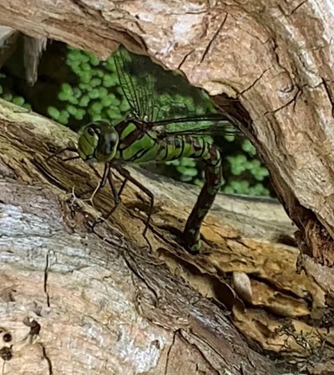 Southern Hawker.10.08.2024a Oviposting