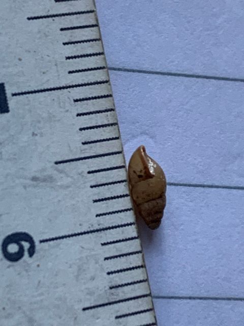 Cochlicopa lubricella